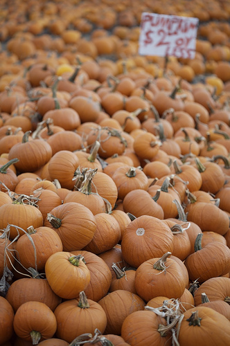 Piles o' pumpkins