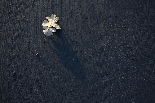 Oak leaf on Sand Hill Road