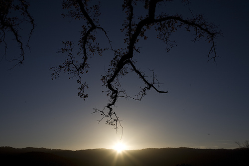 The golden oak tree