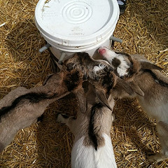 Baby goats!