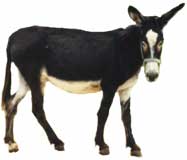 Donkey